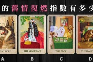 【狗狗塔羅】你的舊情復燃指數有多少?