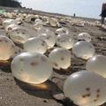 沙灘上發現超神秘的“軟軟的卵”...龍珠？外星人的卵之類?但靠近一看瞬間驚呆了！