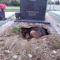 在墳墓上發現狗狗藏在洞穴里不願離去，走近一看，竟看到心酸一幕！