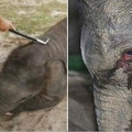 這隻小象3年前被人虐待...3年後發現壞人竟然做出這種舉動..