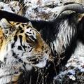 俄羅斯一個野生動物園里，估計這老虎自己都沒想到，當時留了一隻食物沒吃，結果意外上演了“霸道總裁愛上我”的戲碼...