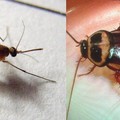 達人教你自製《天然環保趨蟲藥》蟑螂螞蟻蚊子通通消滅！
