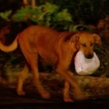 牠是隻流浪狗，卻每晚在下班車龍中咬著食物奔跑4英里，跟蹤牠到目的地後，竟然發現“這個”感人的秘密！