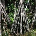 樹都成精了！！ 拉丁美洲熱帶雨林驚現“會走路的樹” 每年能走20米........原因可能是...太神奇了！！！