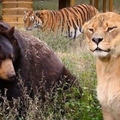 毒梟把獅子、老虎、黑熊關在一起想看牠們自相殘殺，竟然沒想到接下來發生的事情居然...太不可思議了！！