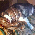 震驚！三米巨蟒蛇闖入民宅，活活勒死成年哈士奇狗！現場狀況十分悲慘。。。。。。