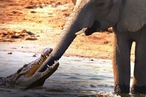 大象到河邊喝水 居然被鱷魚咬住鼻子......一場搏殺就這樣展開了！！！