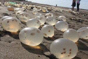 驚訝！沙灘上發現超神秘的「軟軟的卵」！難道外星人的卵之類？但靠近一看才發現原來牠們都是······