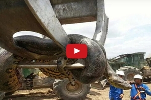 巴西工人在修建水庫時發現史上最大巨蟒...沒想到它的尺寸竟然是...
