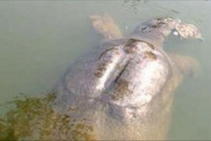 【真人真事】十六年前被我放生的海龜，今日救了我兒子一命！