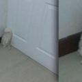 初次見貓砂，主子竟然嚇到靠門站，下一秒的反應讓奴才看了瞬間傻眼噴笑！