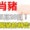 生肖豬，就在5月20日！會遇到「大麻煩」！家有屬豬的轉告下！