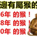 你身邊有屬猴的嗎？1956年，1968年，1980年的生肖猴，一生一世的命運！神准！