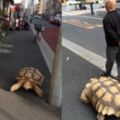 走在街上巧遇一位帶著烏龜散步的爺爺，仔細看他的造型好像有點熟悉...網友笑翻：「原來是你呀XD」
