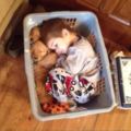「正想拿洗衣籃的衣服去洗，然後我就融化了...」這些小朋友跟狗狗玩在一起的照片...讓人完全融化！