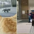 日本美術館辦喵星人展覽，吸引超多貓咪前來「參一腳」～保全人員真的是太辛苦啦！