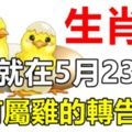 生肖雞，就在5月23日！會遇到「大麻煩」！家有屬雞的轉告下！