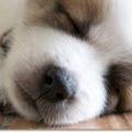 原來狗狗側睡超忠心!從6種常見狗狗睡姿看個性！！