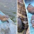 日本動物園「小水獺排隊玩滑水梯」，溜到最後竟然還「飛起來」萌爆17萬網友按讚！