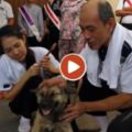 孝犬守靈靜趴聽誦經頸繫白布送殯