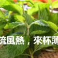 「食療藥膳」消暑疏風熱，來杯薄荷茶