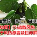 桑葉都有哪些好處？【功用】(1)疏散風熱：用於風熱感冒及目赤腫痛，常配菊花