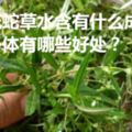 白花蛇草水含有什麼成分？對身體有哪些好處？