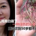 不要亂用美白霜了，一種綠色的長壽草，用四次到50歲都不長皺紋