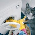 你家貓還在搗蛋拆家玩嗎？這隻貓已經把家務活全包了，好賢惠！