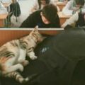 期末考時時，貓咪突然出現在教室裡，下一秒牠的舉動讓同學們高興大喊：總算沒有白養牠了XDD