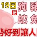 11月19日生肖運勢_狗、豬、羊大吉