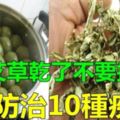 艾葉乾了別丟能緩解10幾種疾病