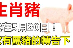 生肖豬，就在5月20日！會遇到「大麻煩」！家有屬豬的轉告下！