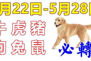 12生肖周運勢！牛、虎、豬、狗、兔、鼠！洪福齊天！（5月22日—5月28日）