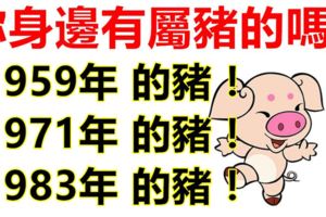 你身邊有屬豬的嗎？1959年，1971年，1983年的生肖豬，一生一世的命運！神准！