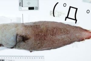 這只新生物的臉竟然長得和「(???)」一模一樣，簡直就像是活動版的顏文字啊！