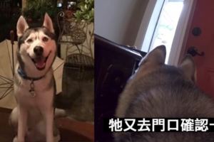 出門前在二哈身上裝鏡頭，想看牠「獨自在家」是怎樣?!原本只是拍好玩，結果卻是...看了心情超複雜...