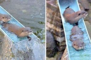 日本動物園「小水獺排隊玩滑水梯」，溜到最後竟然還「飛起來」萌爆17萬網友按讚！