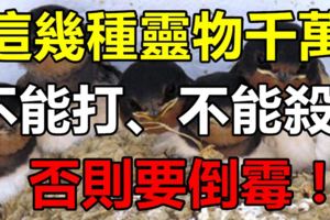 這幾種靈物不能打、不能殺，否則要倒黴！