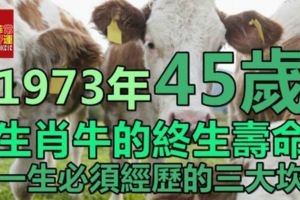 1973年45歲生肖牛的終生壽命，一生必須經歷的三大坎，老來暴富財源旺！