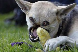 這隻英雄犬當年奮身救小主人被機車撞到臉部血肉模糊，但如今牠卻是世上最幸福的狗！