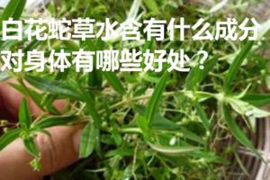 白花蛇草水含有什麼成分？對身體有哪些好處？