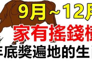 9月富到12月，家有搖錢樹，年底獎遍地的三大生肖！