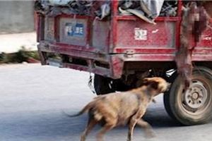 看見垃圾車在路上飛奔，後面跟著一隻流浪狗狂追，直到看到車輪下的一幕，我明白了！