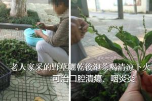 老人家採的野草曬乾後泡茶喝清涼下火