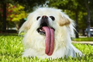 美國評選世界上最丑的狗狗，冠軍居然來自中國，網友：這是拉仇恨