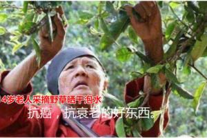 114歲老人長壽秘訣：採摘野草曬干泡水，幾十年來堅持如一濕疹等狀況，不只僅是抗癌