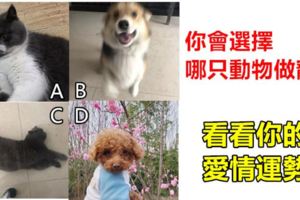 心理測試：你會選擇哪只動物做寵物，看看你的愛情運勢