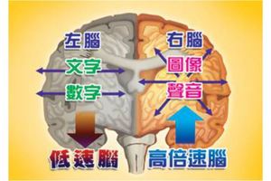 右腦開發?左腦開發?大腦開發的7大迷思!