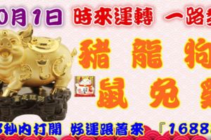 10月1日時來運轉一路發，豬龍狗鼠兔雞，88秒內打開，好運跟著來『16888』